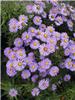 Aster dum.'Prof.An