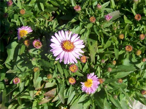 Aster dumosus 'Ann