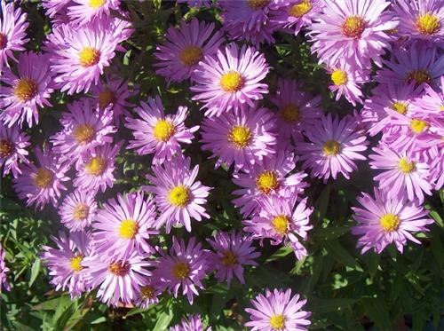 Aster dumosus 'Her