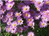 Aster dumosus 'Her