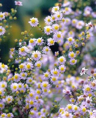 Aster ericoides Er
