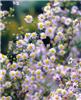 Aster ericoides Er