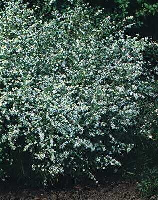 Aster ericoides Herbstmyrte