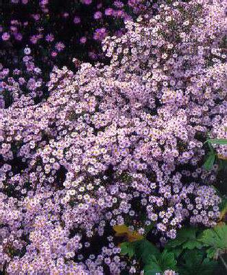 Aster ericoides Pi