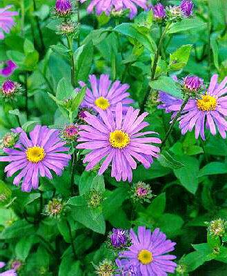Aster frikartii Ju