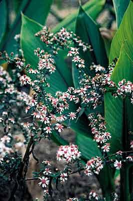 Aster lateriflorus
