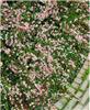 Aster laterifolius