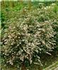 Aster laterifolius