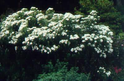 Aster novae-anglia