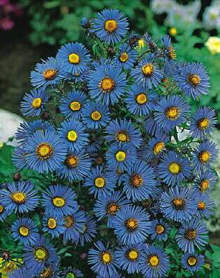Aster novae-anglia