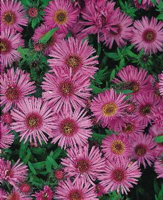 Aster novae-anglia