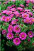 Aster novae-anglia