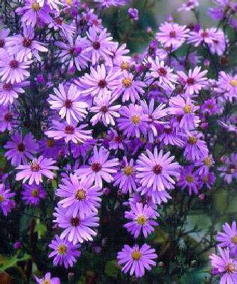Aster novi-belgii Porzellan