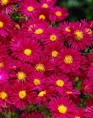 Aster novi-belgii 