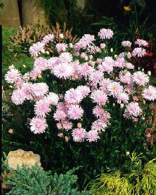 Aster novi-belgii 