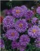 Aster novi-belgii 