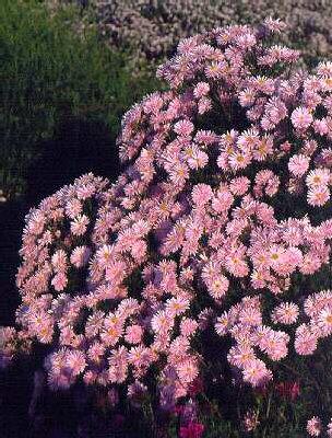 Aster novi-belgii 