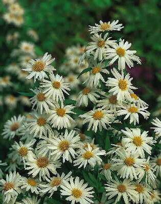 Aster novi-belgii 