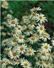 Aster novi-belgii 