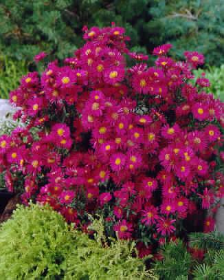 Aster novi-belgii 