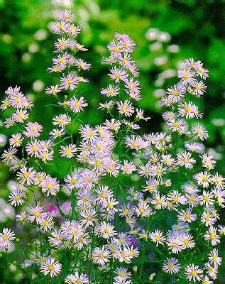 Aster pringlei Blu