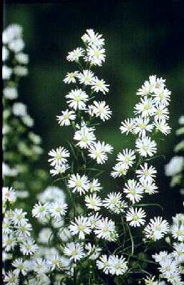 Aster pringlei Mon