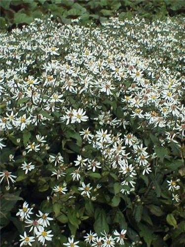 Aster.divaricathus