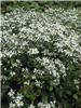 Aster.divaricathus