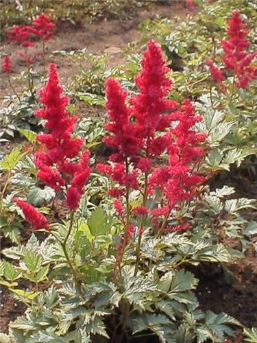 Astilbe (A) 'Gertr