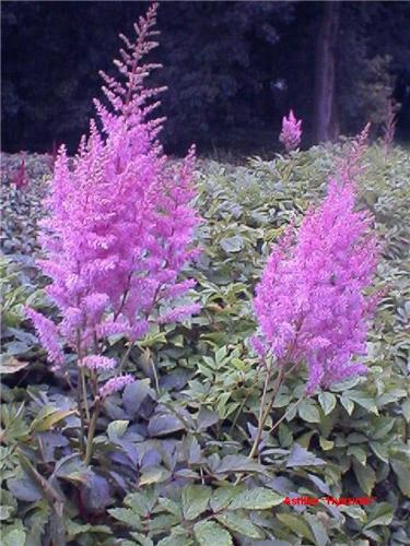 Astilbe (A) 'Hyazi
