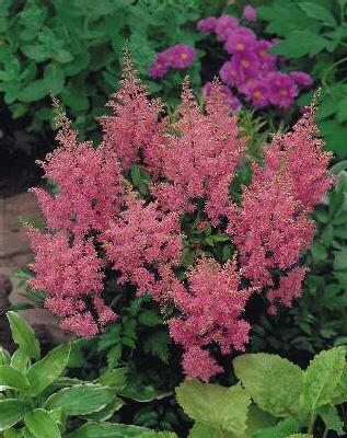 Astilbe (A) Amerik