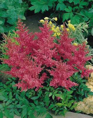 Astilbe (A) Anita 