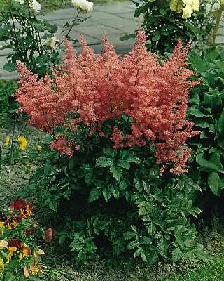 Astilbe (A) Bressi