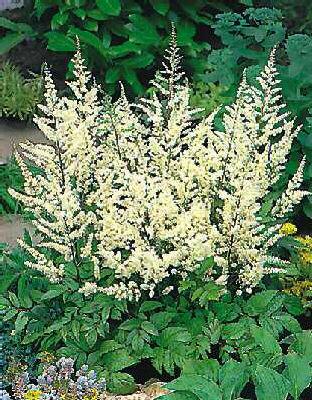 Astilbe (A) Bumald