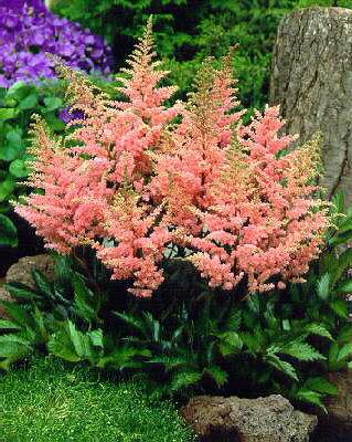 Astilbe (A) Elisab