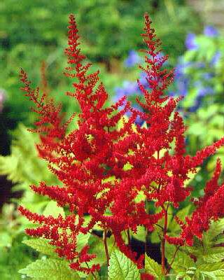 Astilbe (A) Etna