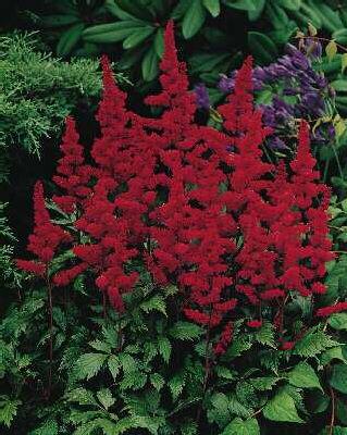Astilbe (A) Feuer