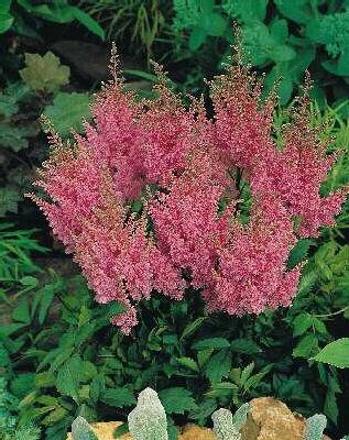 Astilbe (A) Gloria