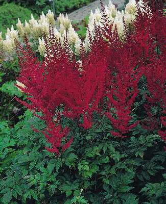 Astilbe (A) Glut