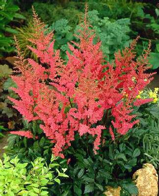 Astilbe (A) Granat