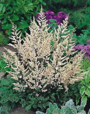 Astilbe (A) Irrlic