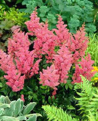 Astilbe (A) Mars
