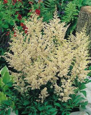 Astilbe (A) Snowdr