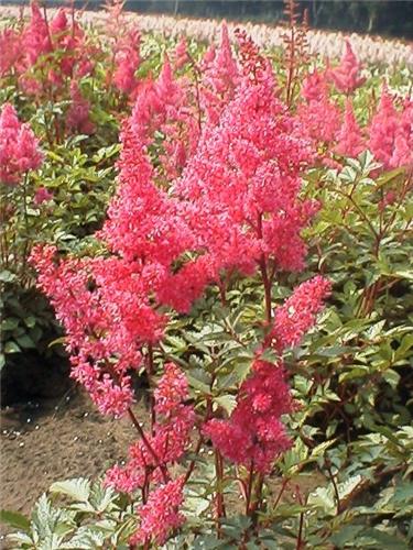 Astilbe (J) 'Breme