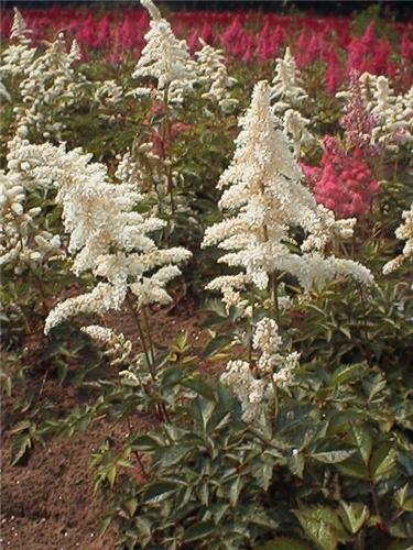 Astilbe (J) 'Deuts