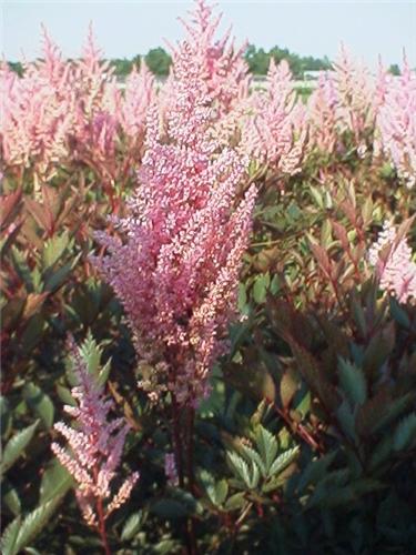 Astilbe (J) 'Erika