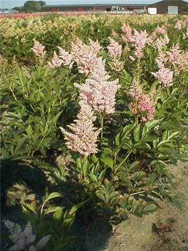 Astilbe (J) 'Europ