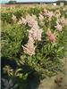 Astilbe (J) 'Europ