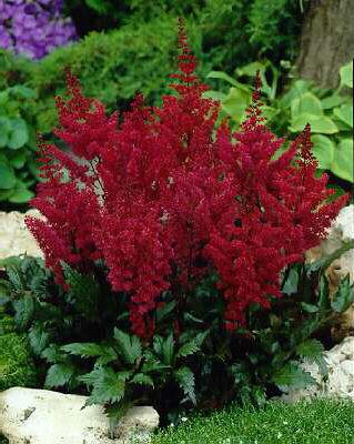 Astilbe (J) Elisab