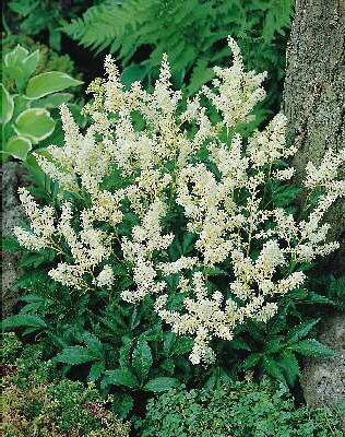 Astilbe (J) Gladst